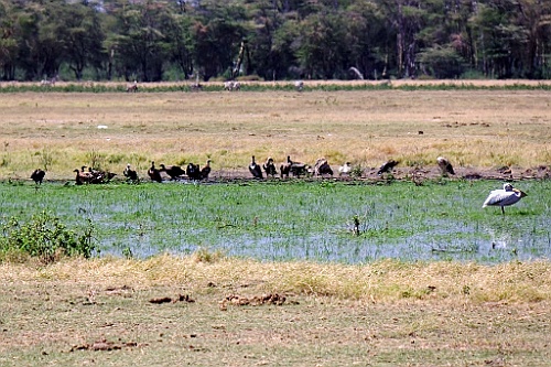 Kenia (178)